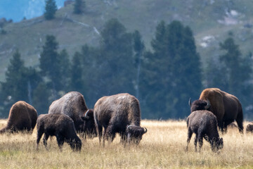 Fototapeta premium Small bison heard Yellowstone National Park USA
