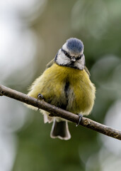 Blue Tit (Cyanistes caeruleus), common across Europe, spotted in Phoenix Park, Dublin.
