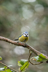 Blue Tit (Cyanistes caeruleus), common across Europe, spotted in Phoenix Park, Dublin.