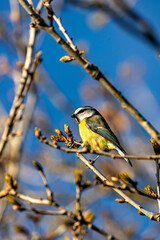 Blue Tit (Cyanistes caeruleus), common across Europe, spotted in Phoenix Park, Dublin.