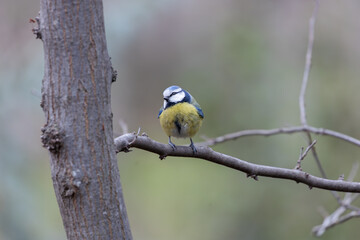 Blue Tit (Cyanistes caeruleus), common across Europe, spotted in Phoenix Park, Dublin.