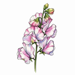 A Stem of Sweet Peas