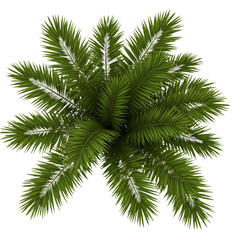 palm tree isolated on white
