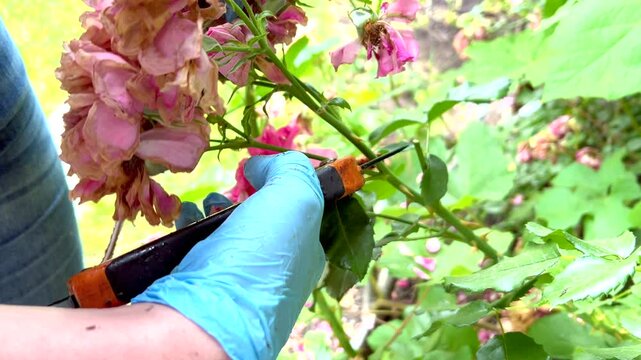 Gardener pruning wilted roses