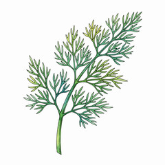 A Sprig of Dill