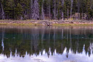 Obraz premium lake and tall trees Yellowstone National Park USA