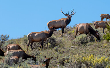Group of Elks Yellowstone National Park USA