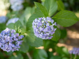 公園に咲いた紫色の紫陽花