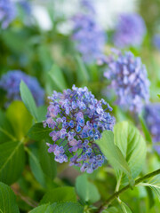 公園に咲いた紫色の紫陽花
