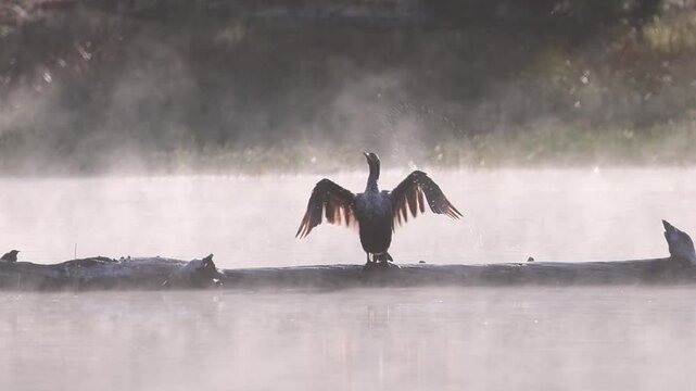 Double-crested cormorant (Nannopterum auritum) flapping its wings and spraying water to dry at Antelope Lake in Plumas County, California, filmed in slow motion.