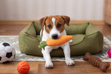 Cute Jack Russell Terrier dog sitting in a green dog bed and holding a plush carrot toy in its mouth