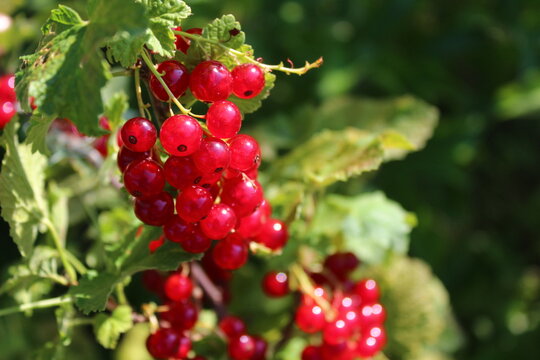 Reife rote Johannisbeeren im Garten