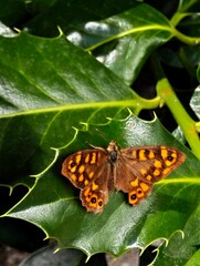 Close-up of a Speckled Wood butterfly (Pararge aegeria) on a glossy green holly leaf. The orange and brown wings contrast with the sharp, textured leaf in a vivid natural setting.