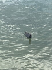 Eurasian Coot Swimming in Clear, Reflective Water