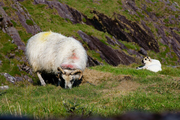 sheep and lamb