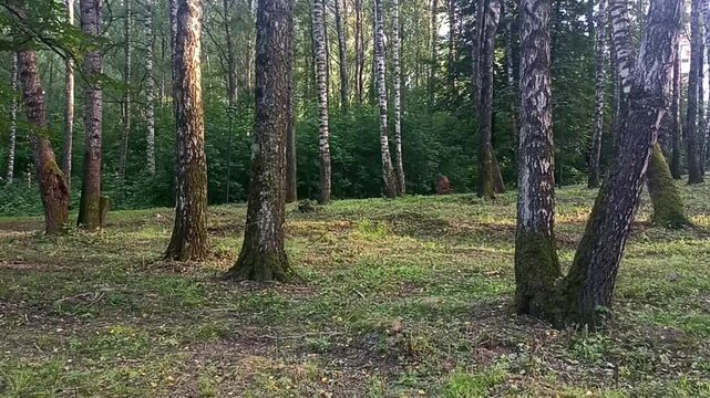 Birch grove. Mixed deciduous forest. Beautiful summer landscape. Wildlife