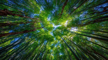 A peaceful setting in a bamboo forest showcases towering stalks reaching towards the sky, while sunlight filters through the vibrant green leaves, creating a serene atmosphere.