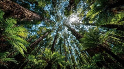 A vibrant forest showcases tall trees reaching towards the sky, with sunlight shining through the dense canopy. Ferns cover the ground in this tranquil setting.