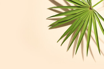 Tropical palm leaf on beige background