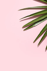 Tropical palm leaf on pink background