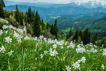 White daffodil narcissus flowers on Golica mountain in Karavanke range, Slovenia, at spring