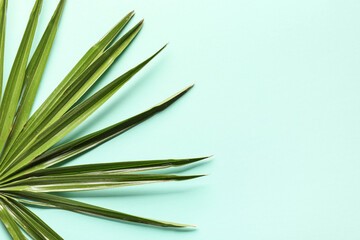 Tropical palm leaf on turquoise background