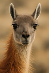 Fototapeta premium Close-up of a curious llama with soft brown fur in natural habitat
