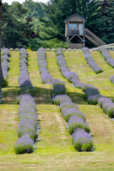 Vibrant lavender fields north of Ajax, Ontario, offering a stunning floral landscape in a serene rural setting.