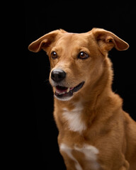 A brown dog shows a gentle smile while lit by studio light. The dark background makes the pet's fur...