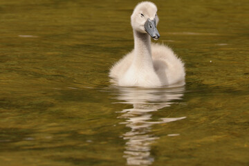 Baby mute swan