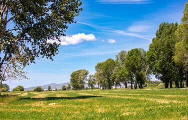 Trees in the field in a hot summer day in Idaho