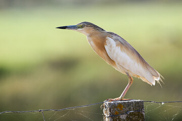 Garcilla cangrejera a contraluz a la puesta de sol