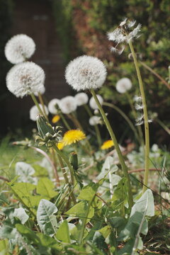 Dandelions in the grass