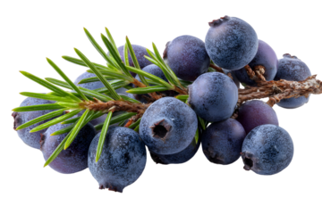 Close up of juniper berries with green needles on a branch against black back