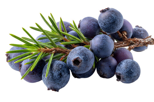 Close up of juniper berries with green needles on a branch against black back