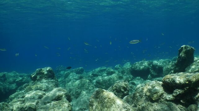 boops boops linnaeus fish school underwater reflections and shadows background at the sandy bottom of ocean