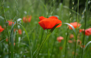 One red poppy flower among green grass