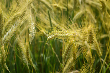 One wheat spike with grains, selective focus