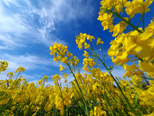 Obraz premium 青空に映える満開の菜の花畑が広がる春の絶景風景