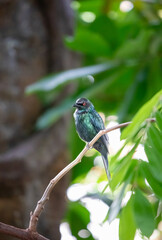 Metallic Starling - Aplonis metallica- beautiful portrait, perched on a branch in a forest