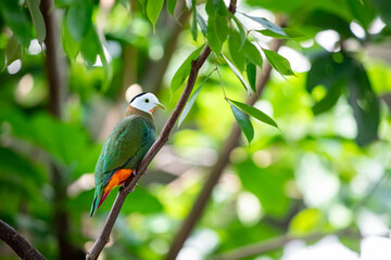 Black-naped Fruit Dove (Ptilinopus melanospila) on a tree branch