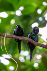 Metallic starling (Aplonis metallica) couple on a branch