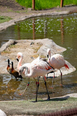 Flamingos in the water with ducks