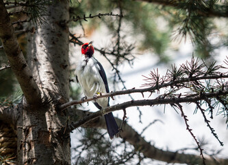 Red-capped Cardinal (Paroaria gularis) on a tree