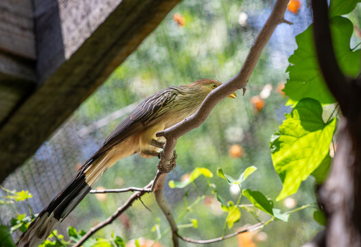 Anu-branco on a branch in his cage