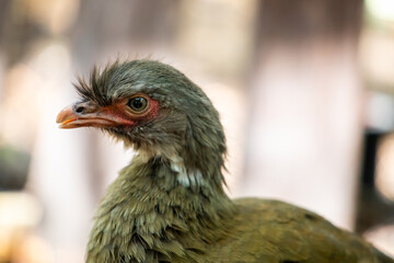 Chaco chachalaca (Ortalis canicollis) close up of the head 
