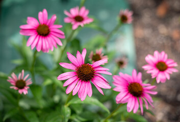 Fototapeta premium Pink cosmos flowers bunch close up
