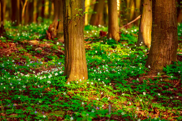 Flowering green forest with white flowers, spring nature background