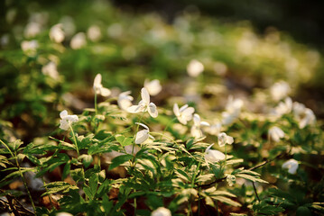 White anemone flowers growing in spring forest, natural seasonal background