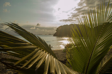 palm trees on the beach